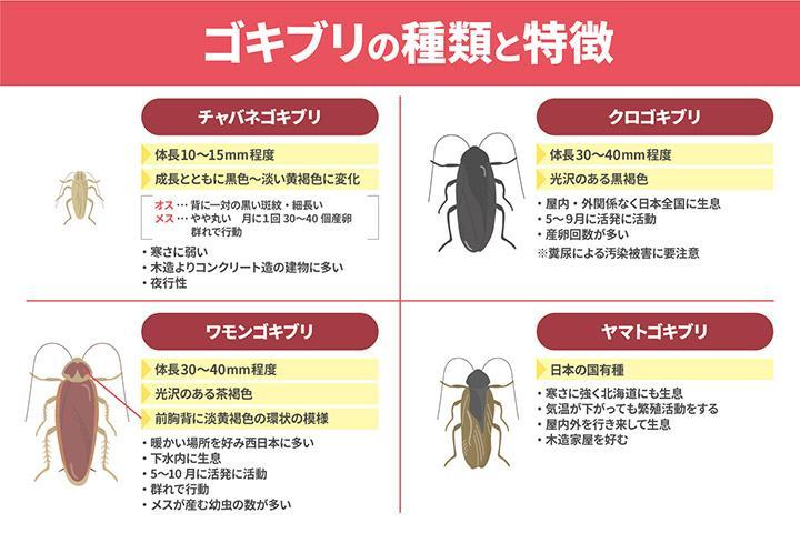 ゴキブリの種類と特徴