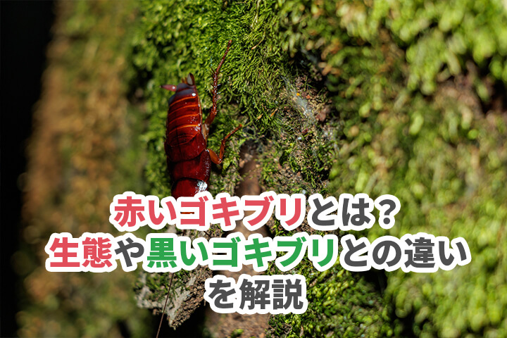 赤いゴキブリ（赤茶）ってどんなゴキブリ？生態や黒いゴキブリとの違いを解説のイメージ