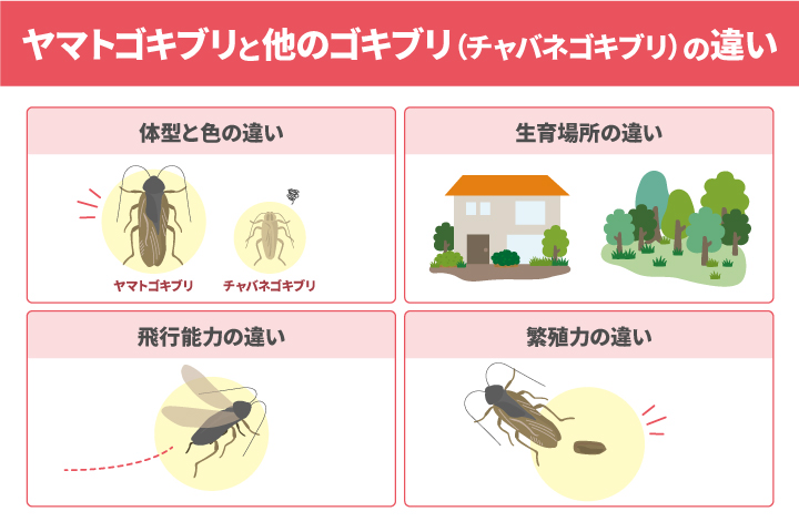 ヤマトゴキブリと他のゴキブリとの違いを解説