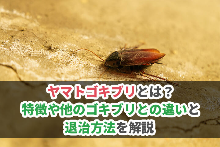 ヤマトゴキブリとは？特徴や他のゴキブリとの違いにくわえ退治方法を解説のイメージ