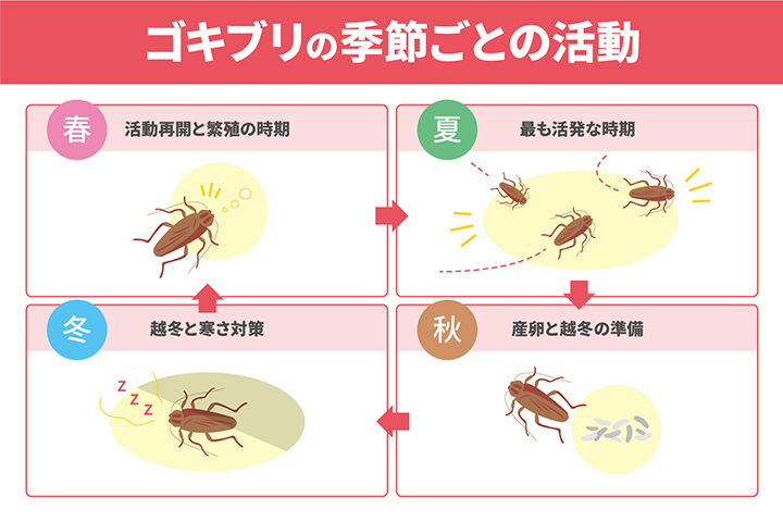 ゴキブリは冬眠する？季節ごとの活動について解説