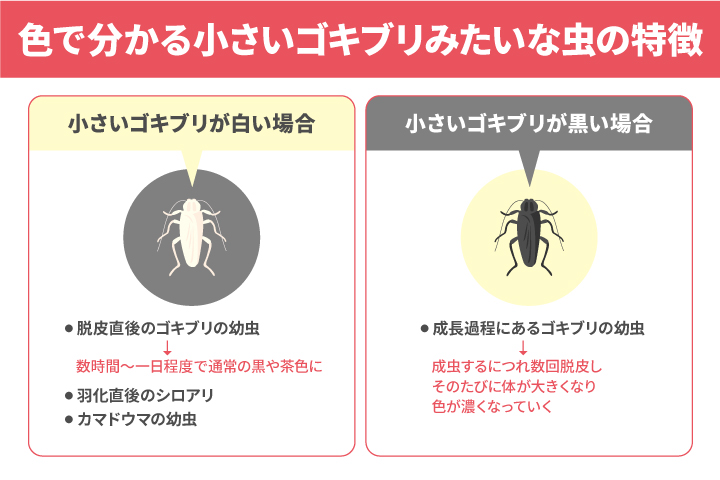 色によって異なる小さいゴキブリみたいな虫の特徴