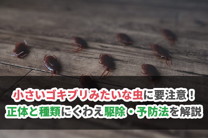 小さいゴキブリみたいな虫に要注意！その正体と種類にくわえ駆除・予防法を解説のイメージ