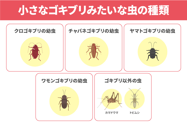 小さいゴキブリみたいな虫の種類を解説