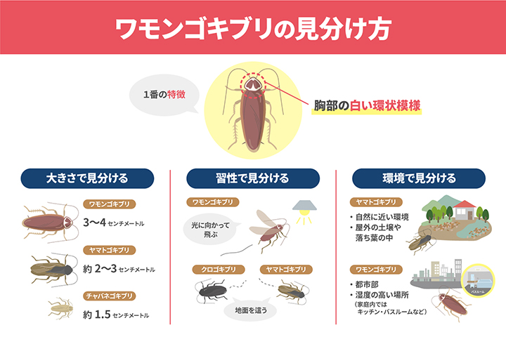 ワモンゴキブリの見分け方