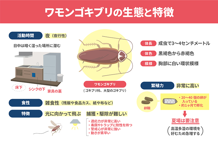 ワモンゴキブリの生態と特徴