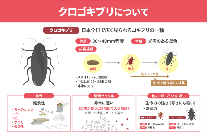 クロゴキブリの生態と特徴