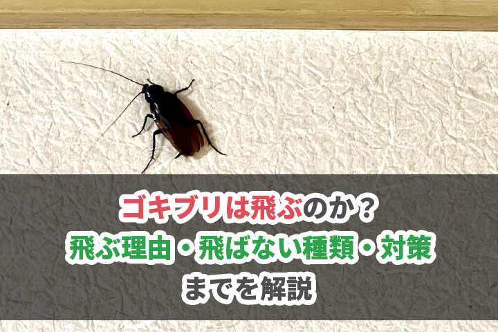 ゴキブリは飛ぶのか？飛ぶ理由・飛ばない種類・対策までをご紹介のイメージ